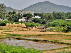 Farming in Tamil Nadu