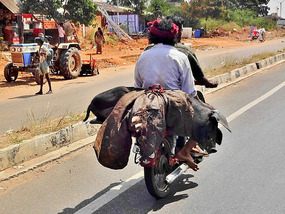 Bringing home the bacon