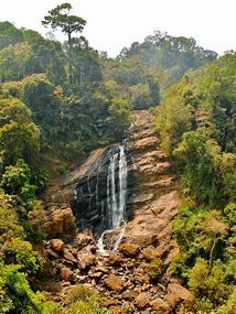 Waterfall in the Forest Reserve