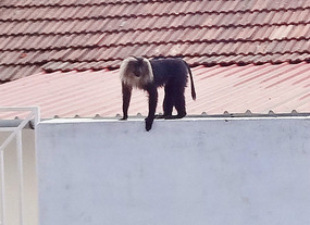 Lion Tailed Macaque in Valparai