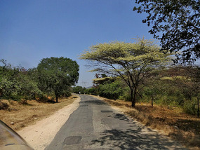 Savanna covers approximately 20% of the Earth