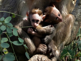 Baby Monkeys