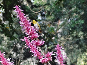 Little Birdie