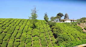 Tea plantations dominate Valparai's economy