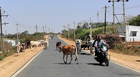 Dodging the cattle