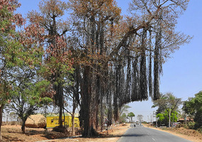 Draping roots