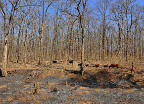 Herder in teak forest