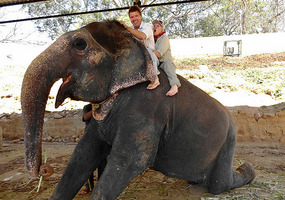Mounting a Palace Elephant 