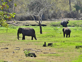 Passed wild elephants