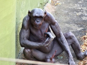 Mysore Zoo - Sri Chamarajendra Zoological Gardens