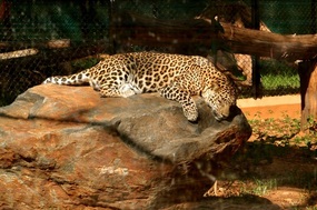 Mysore Zoo - Sri Chamarajendra Zoological Gardens