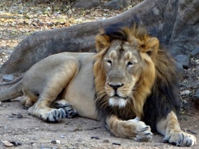 Mysore Zoo - Sri Chamarajendra Zoological Gardens