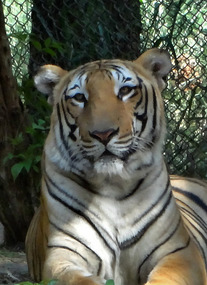 Big Cat