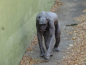 Guru the Chimpanzee