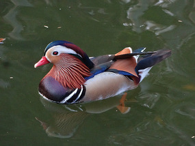 Mandarin Duck