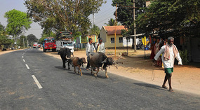 Cattleman