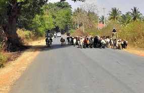 Herding in Karnataka