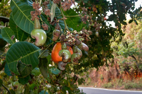 Cashews along the roadside
