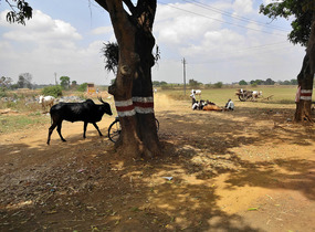 Bhrama and dirt