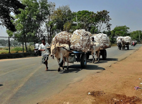 Indian cotton