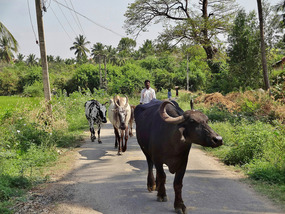 Anegundi village oxen