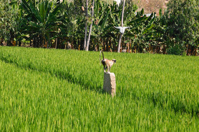 Pesky langurs