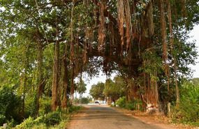 Hampi vines