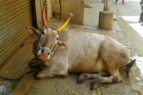 Sacred Cow in Bangalore, India