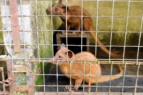 Caged Civit