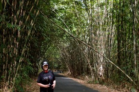 Bamboo Forest