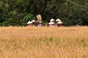 Rice harvest