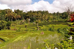 View from Puri Sawah Bungalows & Restaurant