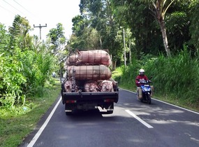 Porkers