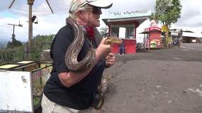 Diamond snake & Flying Fox Bat-Click to Play Video