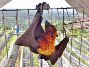 Giant Flying Fox Bat of Bali