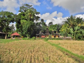 Harvest time around Ubud