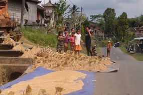 Drying Rice