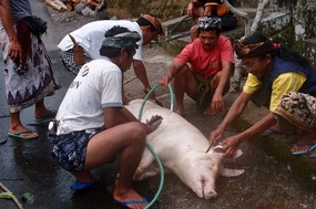 Pork on the Street
