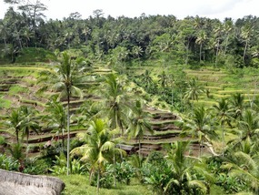 Tegalalan Rice Terraces