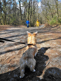 Puppy ready to pounce on the big rabbit