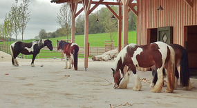 Tinker horses near Unterhausen
