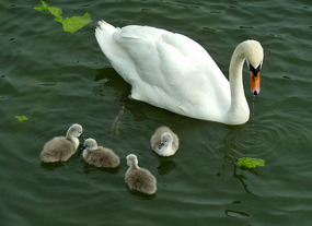 Mama and Baby Swans