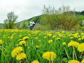 "Flowers" on path going toward Regensburg