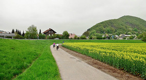 Bloomin' Rapeseed