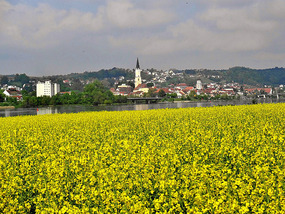 Rape blossoms in Vilshofen 