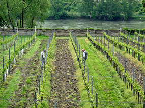 Workers Pruning the Vines