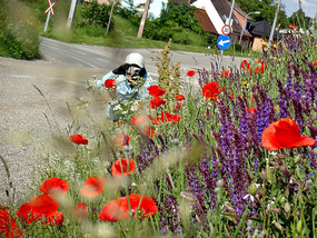 Wild Junko and Flowers Along the Radweg