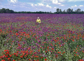 Michelle in the Poppies
