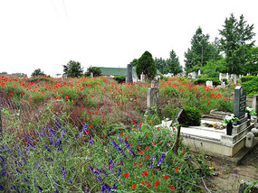 Flowers and Graves