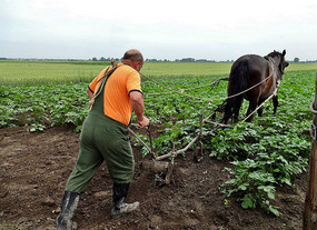 Kalocsa Farmer
